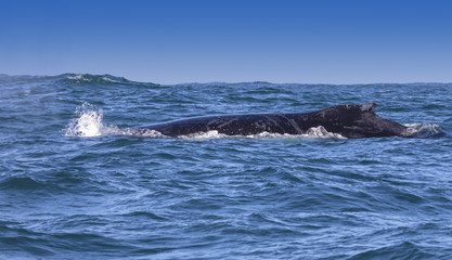 Humpback whale's dorsal fin visible off the coast of Knysna, South Africa