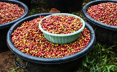arabica coffee berries in basket
