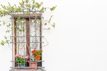 window with flower pots