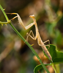  Mantis