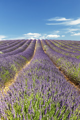 Fototapeta na wymiar Rows lavender in portrait mode