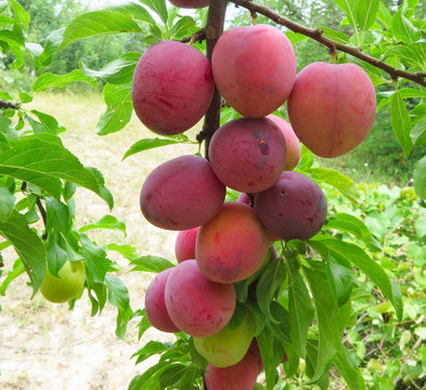 Rich harvest of red ripe plums on the tree