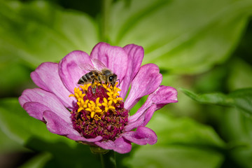 Flower and the bee