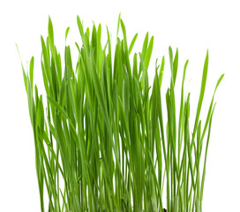Fototapeta na wymiar Green grass, isolated on white
