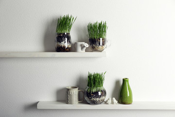 Transparent pots with fresh green grass on shelves