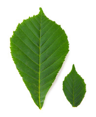 Beautiful green leaves isolated on white