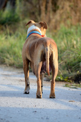 American Staffordshire Terrier