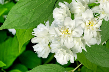 Spring landscape with delicate jasmine flowers