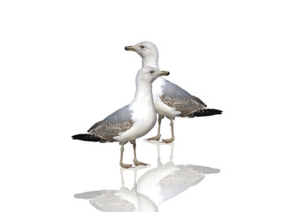 Obraz premium Die Möwen