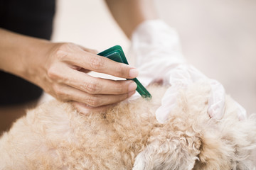 tick and flea prevention for a dog