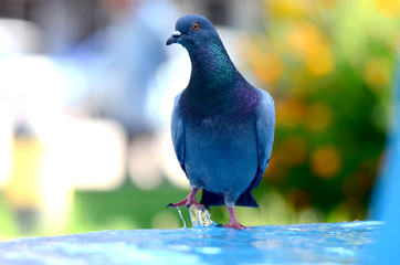 Pigeon bird, Close up picture