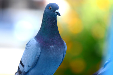 Pigeon bird, Close up picture