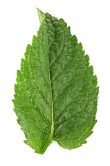 Green fresh leaf of mint isolated on white
