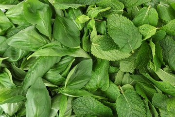 Green fresh leaves of mint and basil close up