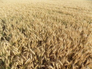 Barley field