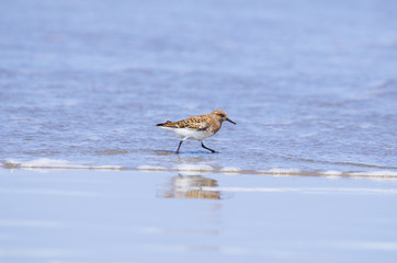 ミユビシギ夏羽