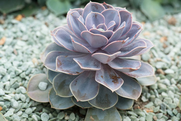 succulent plants