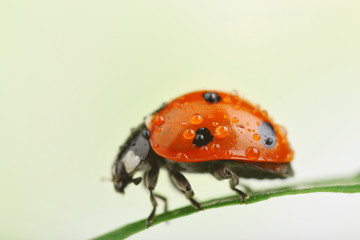 Ladybug on leaf, closeup