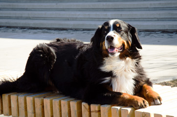 Bernese mountain dog lying on the bench, (Berner Sennenhund)