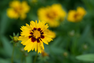 Yellow flowers closeup