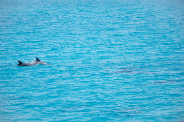 Group of dolphins 