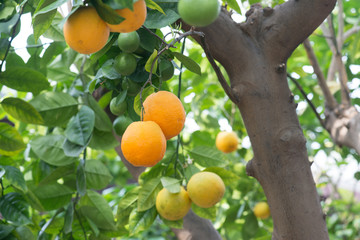 Orange on plant, orange tree