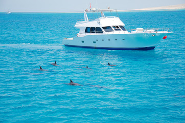 Obraz premium Group of dolphins accompanied the boat