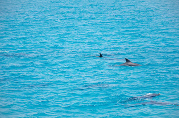Fototapeta premium Group of dolphins 