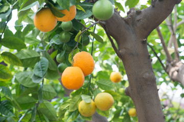 Orange on plant, orange tree