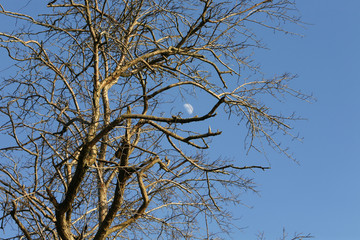 Baumkrone mit Mond