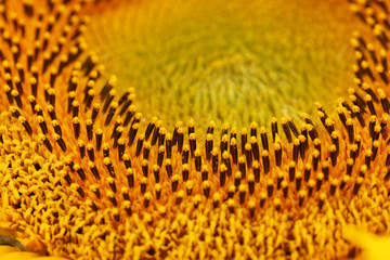 Beautiful sunflower close up