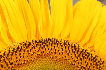 Beautiful sunflower close up