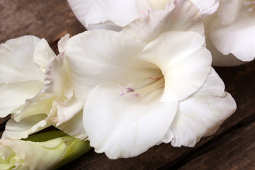 Fototapeta na wymiar Beautiful gladiolus on table close up