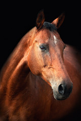 Fototapeta na wymiar Portrait of bay Trakehner horse on a black background