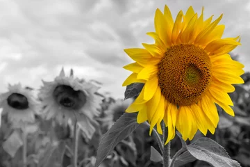 Photo sur Plexiglas Tournesol Standing out from the crowd - bright sunflower on a grayscale sunflowers field backgrounds.