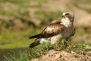 aguila calzada posando en el suelo