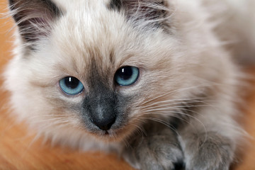 Portrait of cute kitten on parquet at home