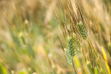 Ears of wheat on the field. Wheat field.