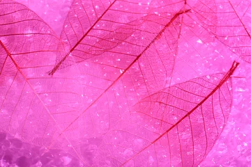 Papier Peint photo Feuille de veine décorative Fond de feuilles de squelette rose