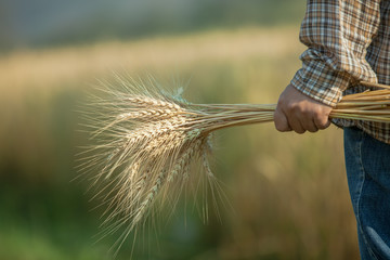 Farmer with wheat in hands.