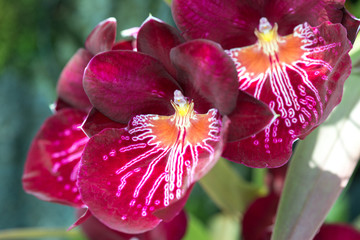 Orchid