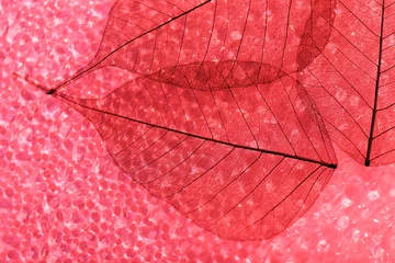 Papier Peint photo Feuille de veine décorative Fond de feuilles de squelette rouge