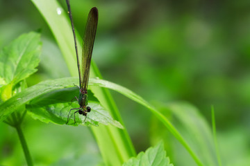 Dragonfly sits on a grass on a meadow.