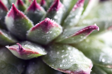 Beautiful succulent plant with water drops close up