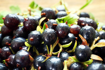 Pile of wet black currants, closeup