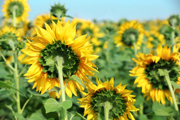 Sunflower field