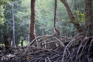 Mangrove forests swamp with river in Malaysia