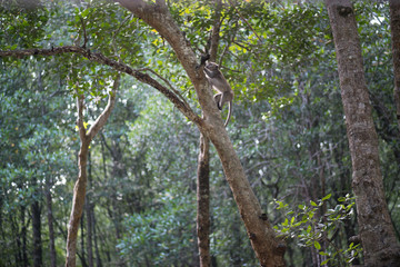 Fototapeta premium Mangrove forests swamp with river in Malaysia