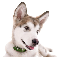 Portrait of Malamute puppy isolated on white