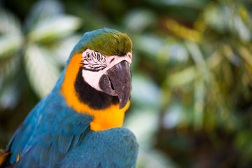 Blue-and-Yellow Macaw (Ara ararauna), also known as the Blue-and-Gold Macaw